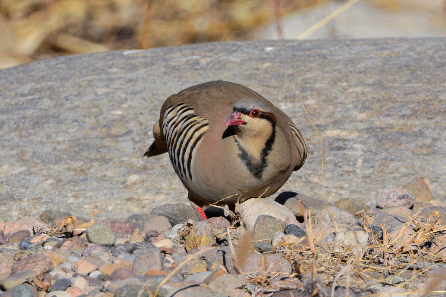 石鸡_白河峡谷_20150102_9092_副本.jpg