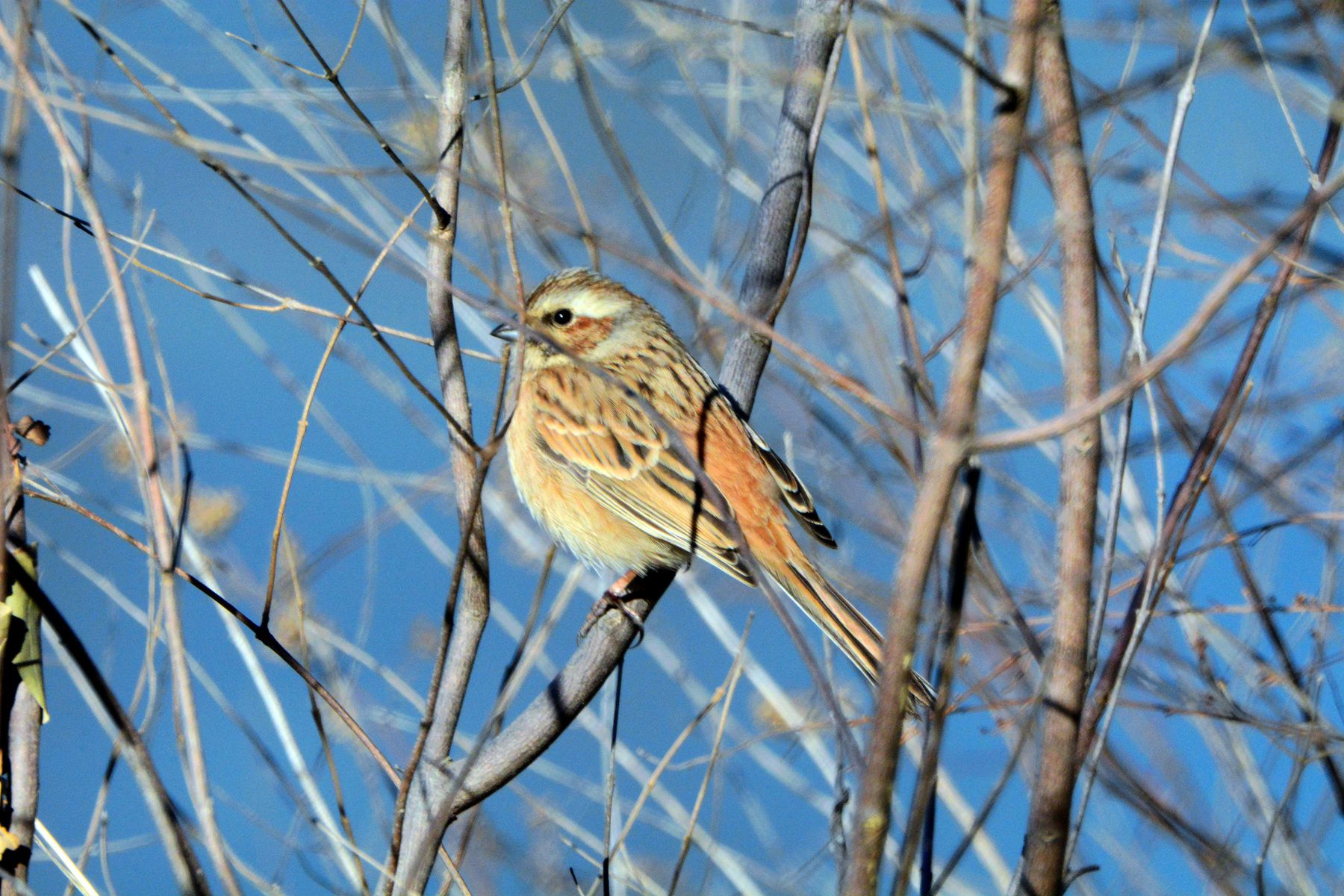 白河峡谷2015-01-02 D7100 DSC_8726_副本.jpg