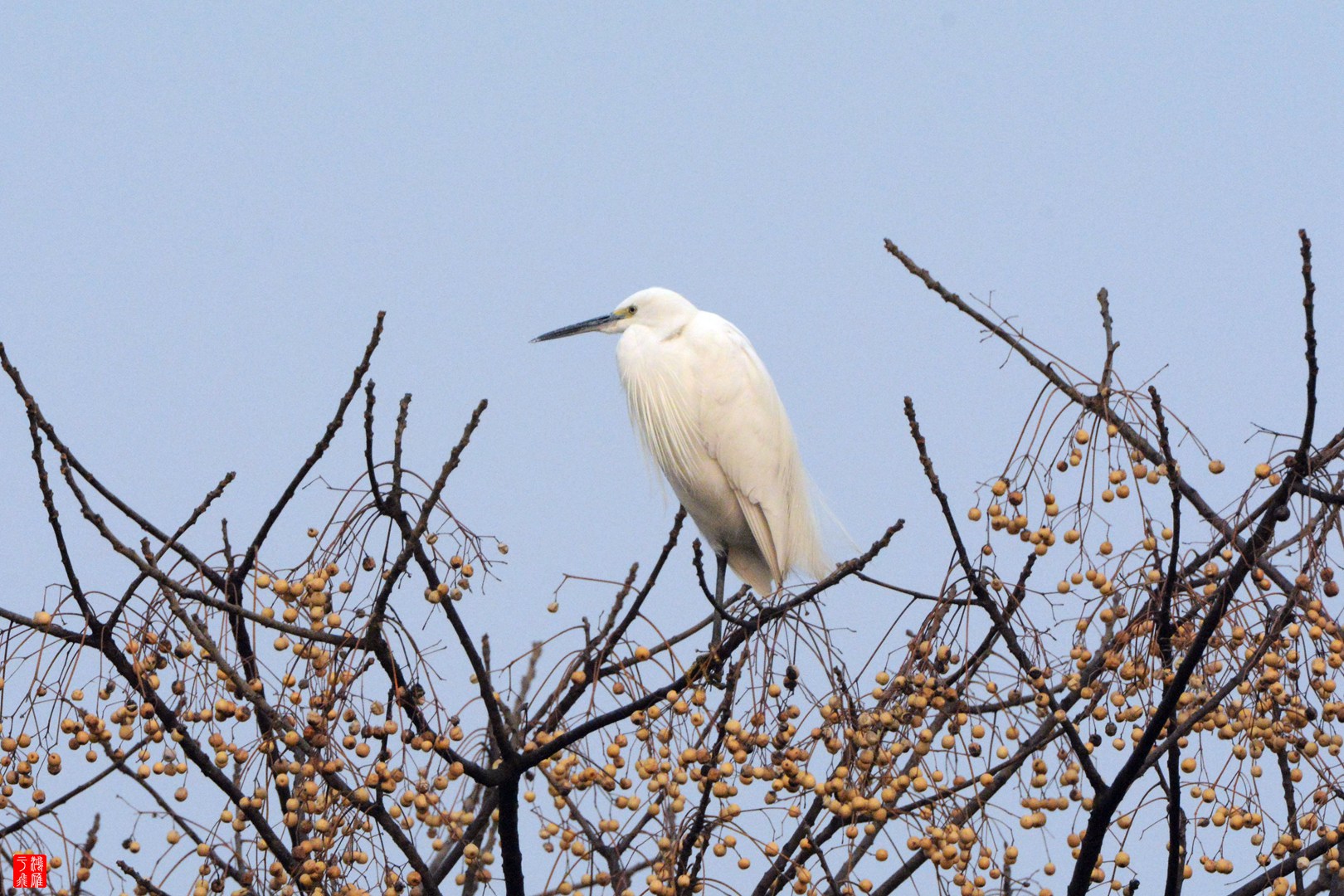 白鹭_僵鱼塘_20150116_9338_副本.jpg