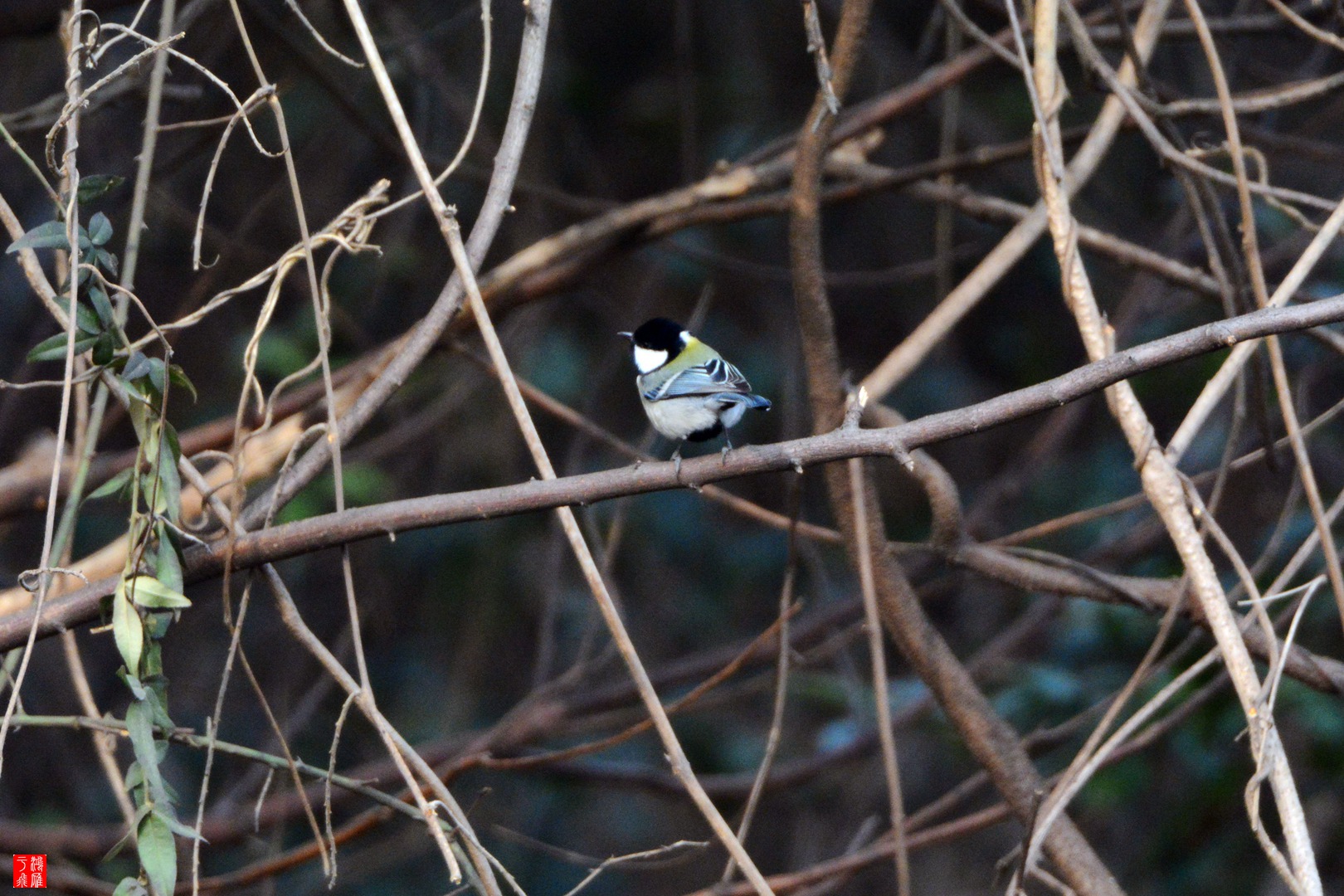 大山雀_僵鱼塘_20150116_9549_副本.jpg