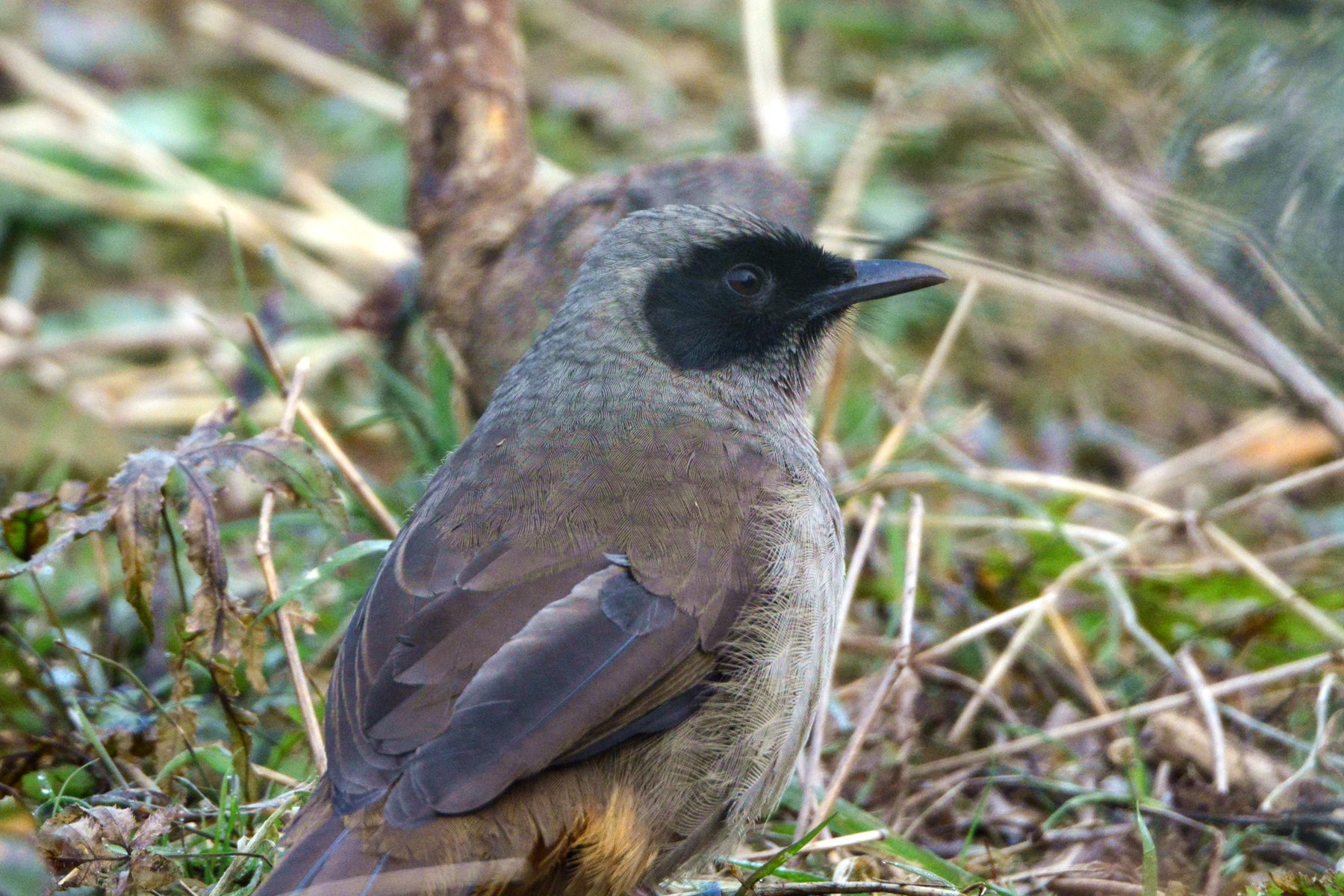 黑脸噪鹛_僵鱼塘_20150116_9546_副本 (1).jpg