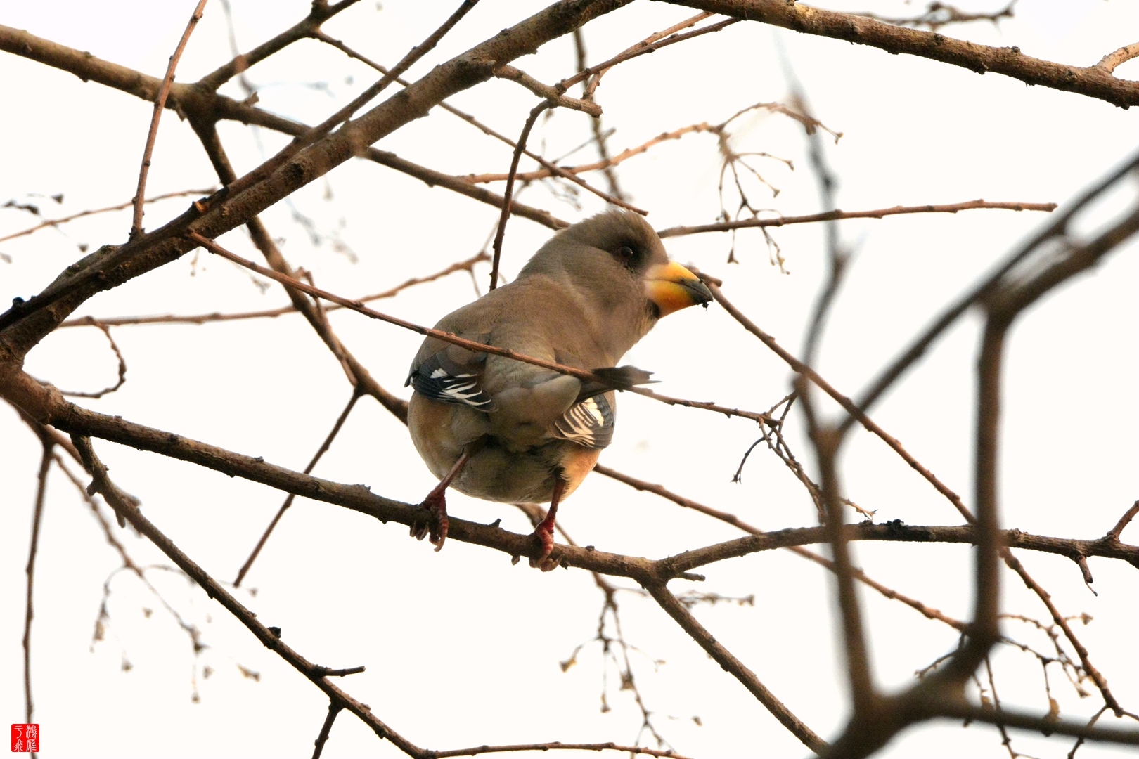 黑尾蜡嘴雀_僵鱼塘_20150116_9355_副本.jpg