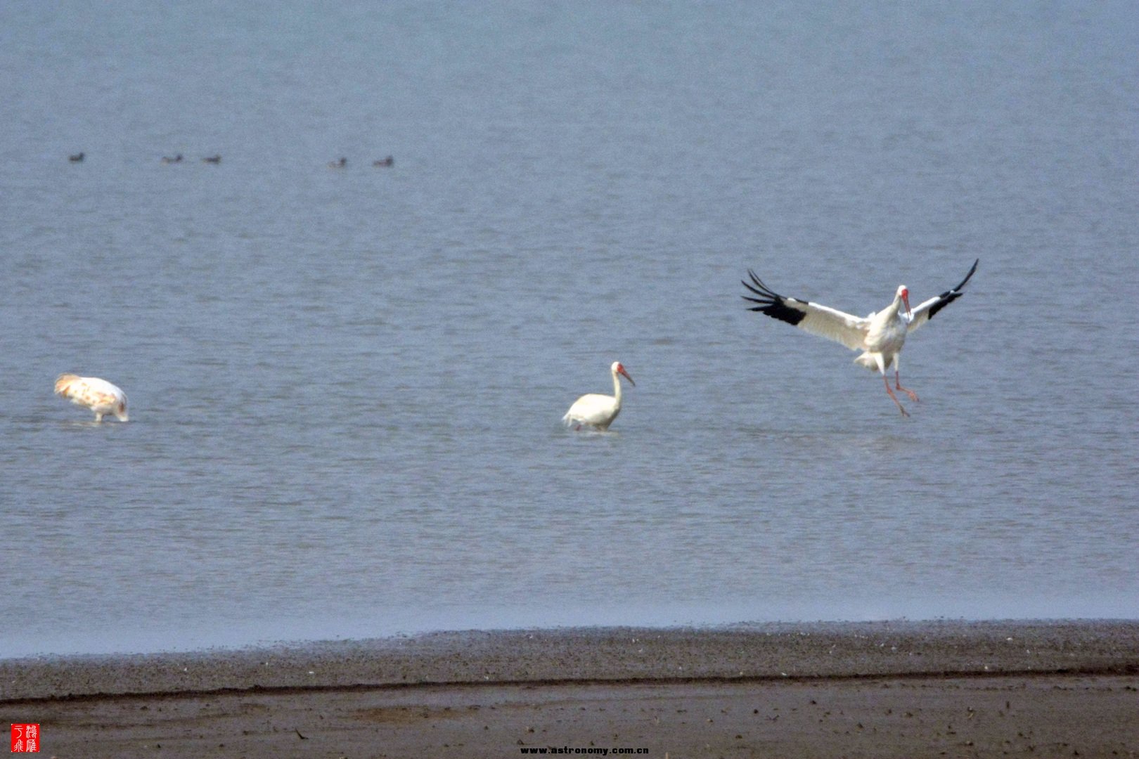 白鹤_沉湖_20150117_0274_副本.jpg