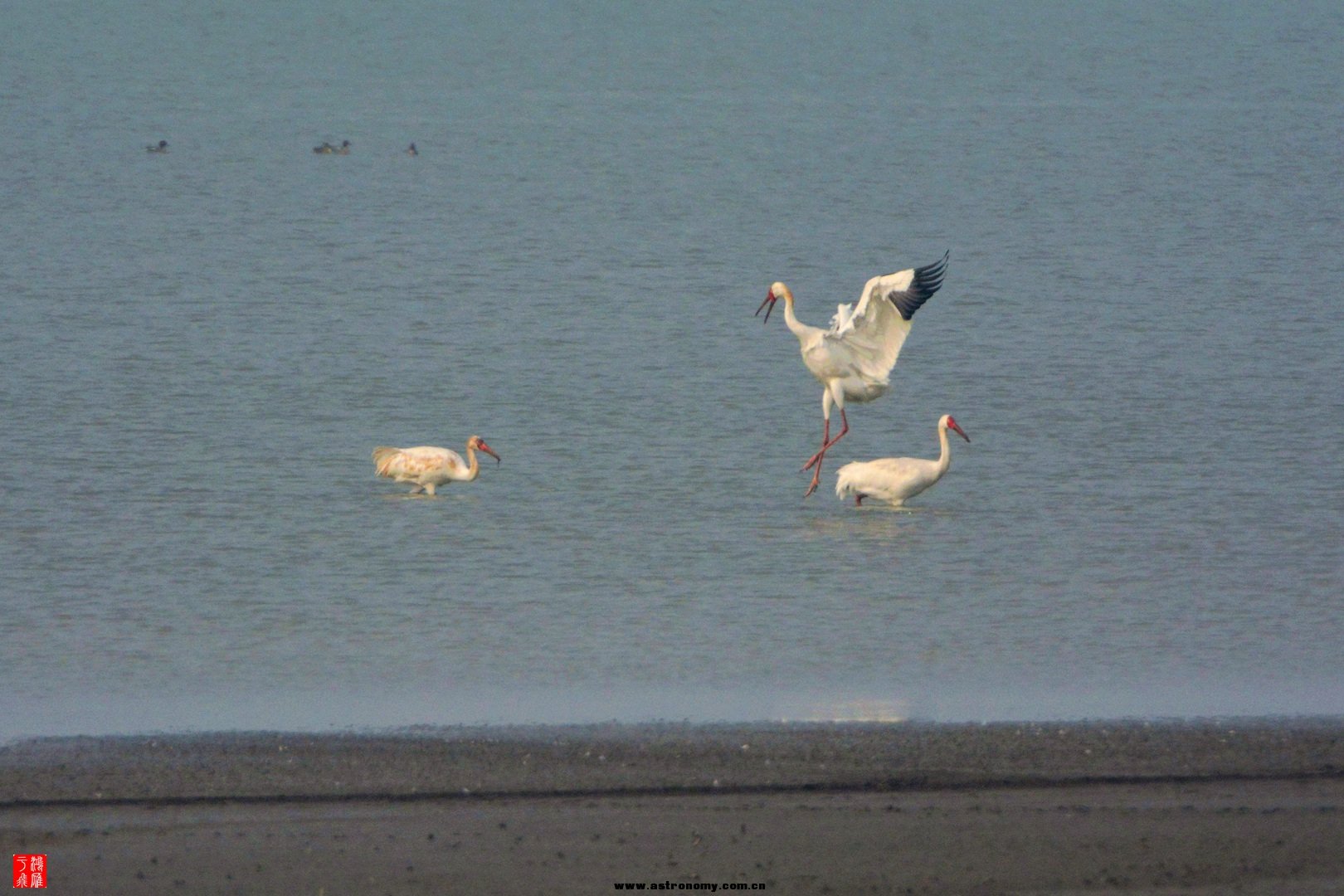 白鹤_沉湖_20150117_0297_副本.jpg