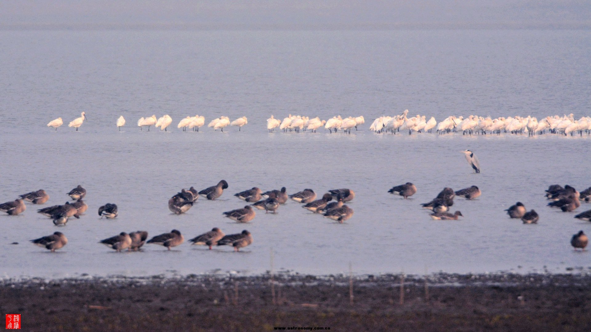 白琵鹭_沉湖_20150117_9610_副本.jpg