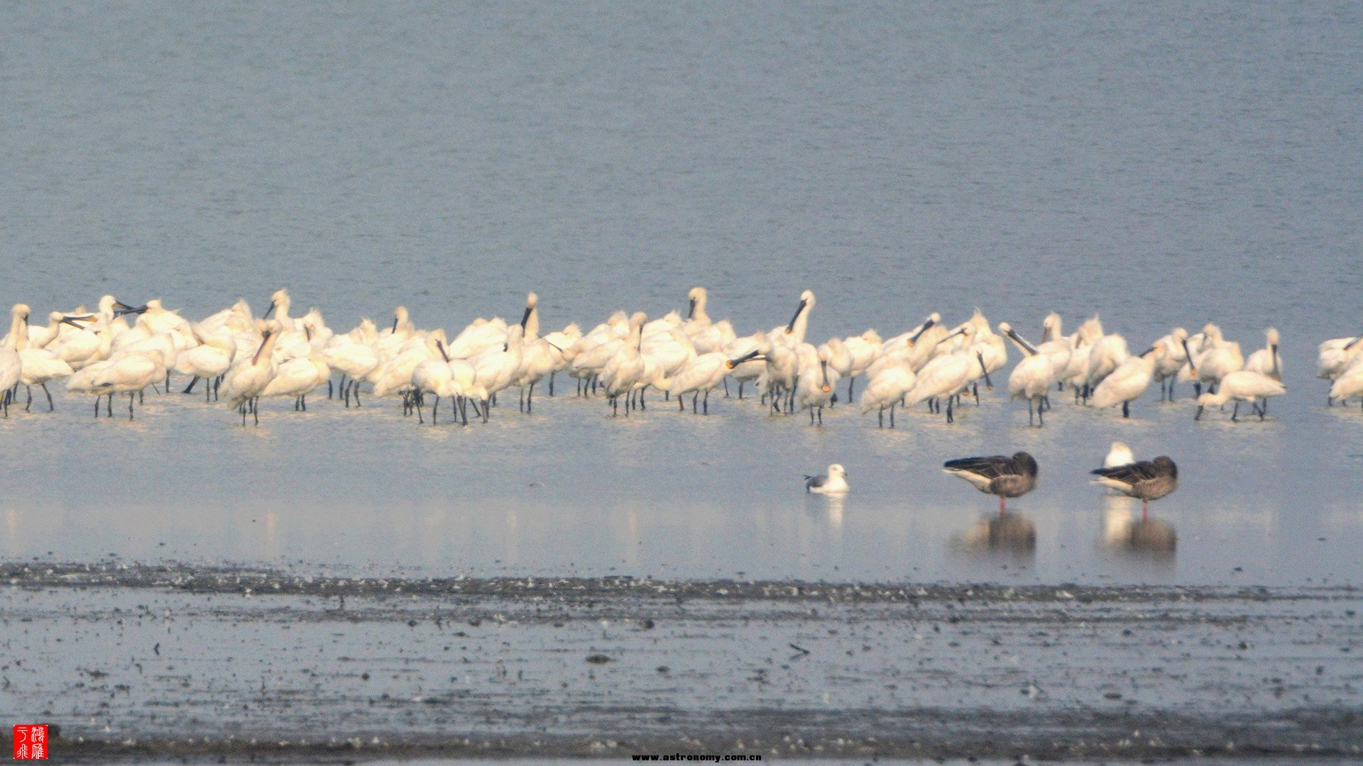 白琵鹭_沉湖_20150117_9783_副本.jpg