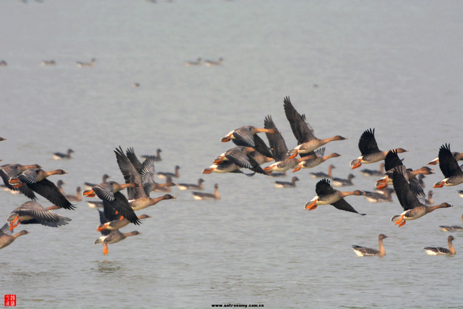 豆雁_沉湖_20150117_0381_副本.jpg