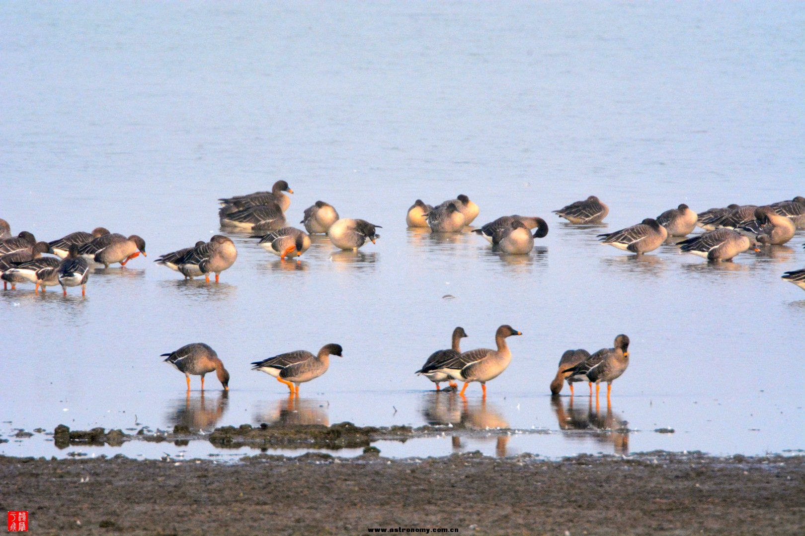 豆雁_沉湖_20150117_9649_副本.jpg