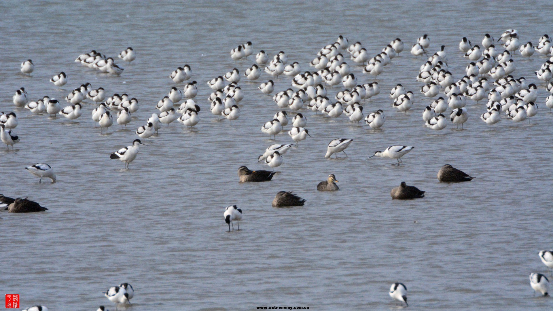 反嘴鹬_沉湖_20150117_0598_副本.jpg