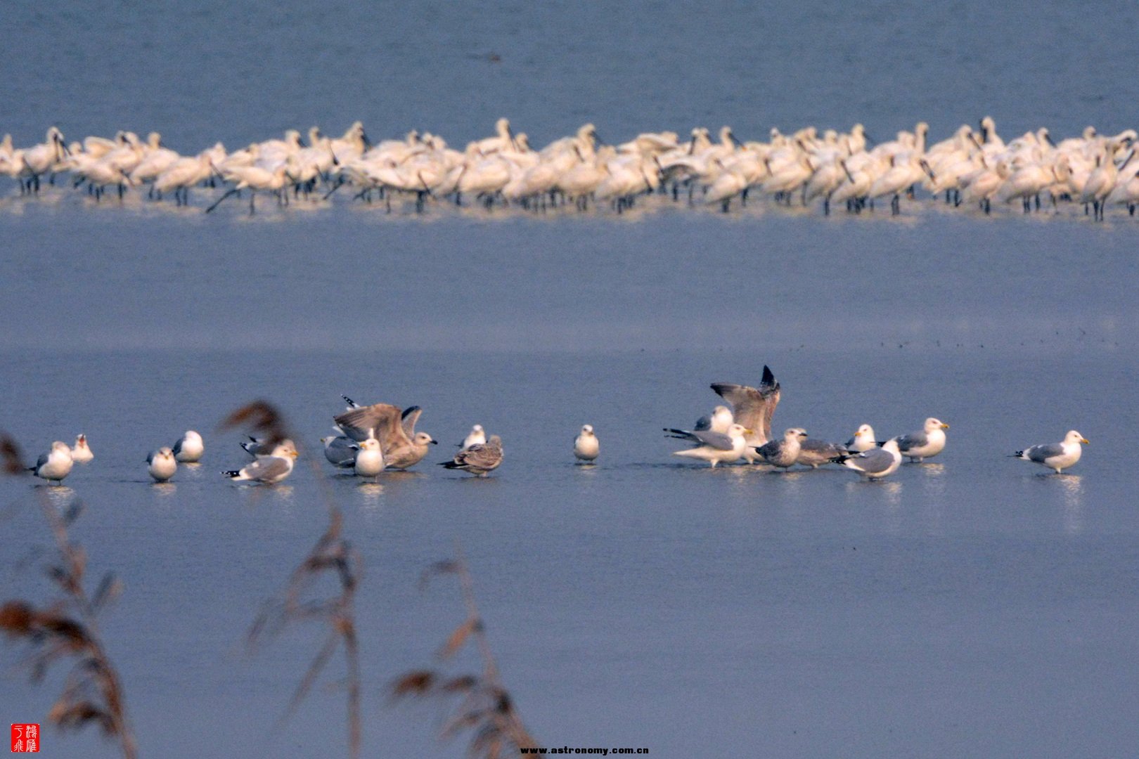 黑尾鸥_沉湖_20150117_9716_副本.jpg