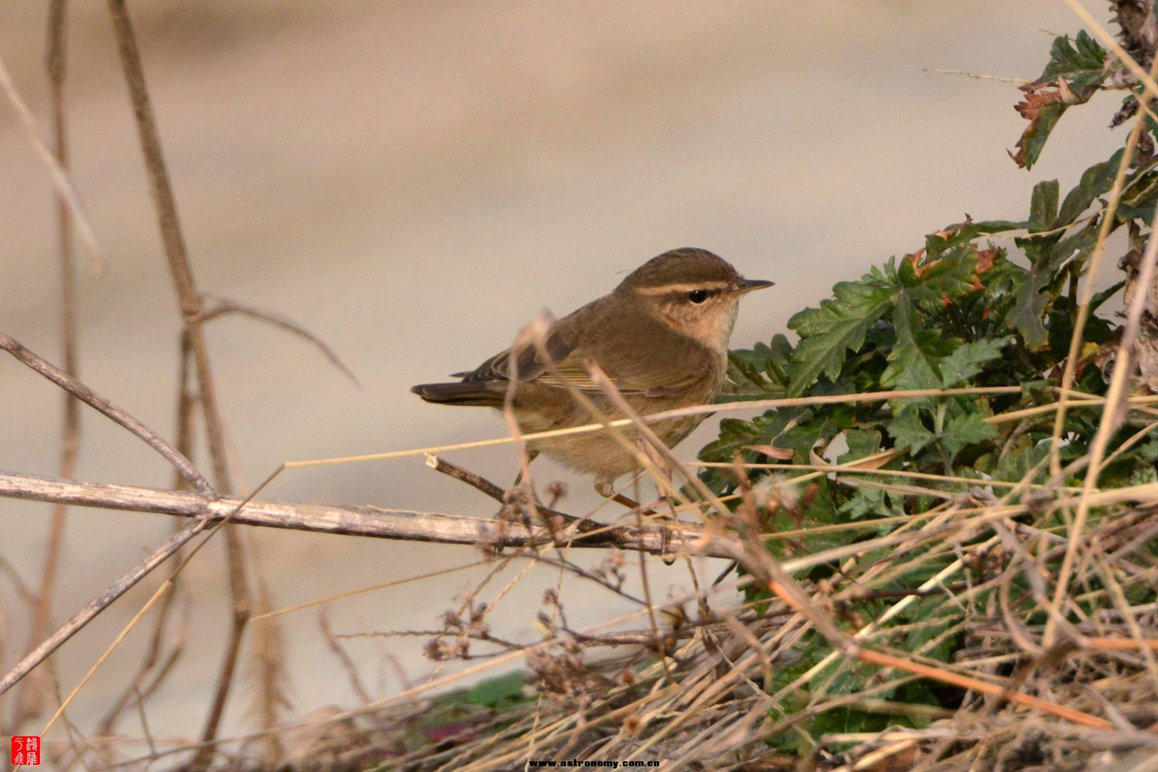 褐柳莺_沉湖_20150117_0196_副本.jpg