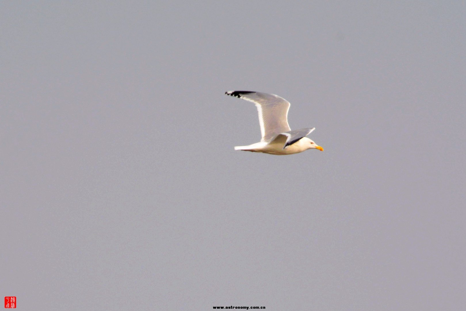 黄脚银鸥_沉湖_20150117_9847_副本.jpg