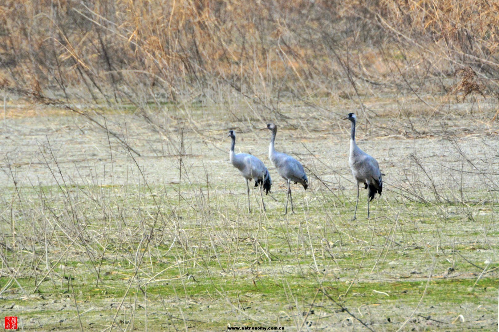 灰鹤_沉湖_20150117_0592_副本.jpg