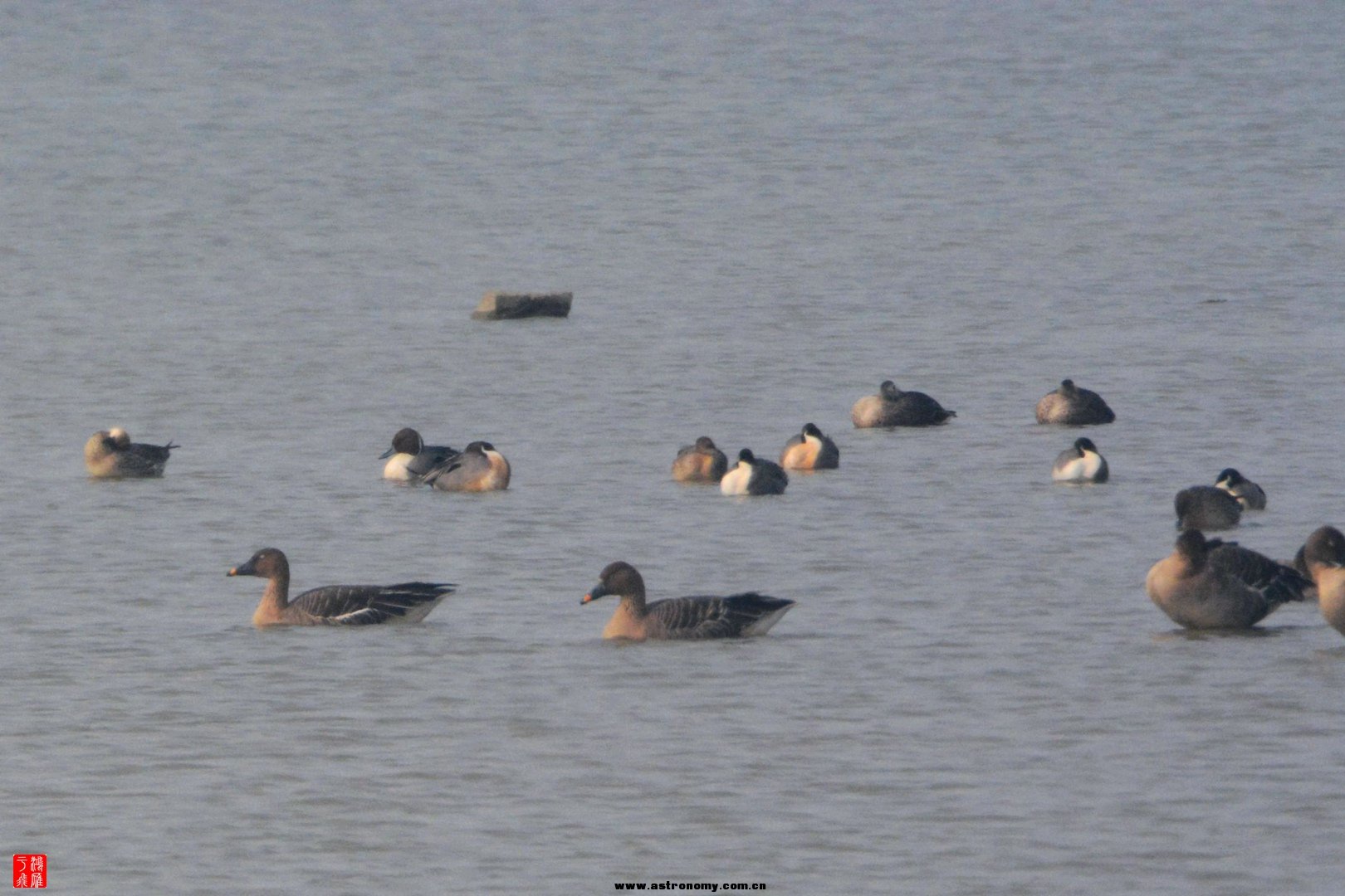 针尾鸭_沉湖_20150117_0406_副本.jpg