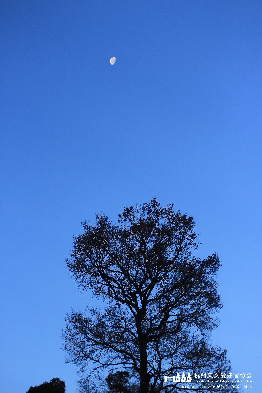 17 月亮，蓝天，大树.JPG