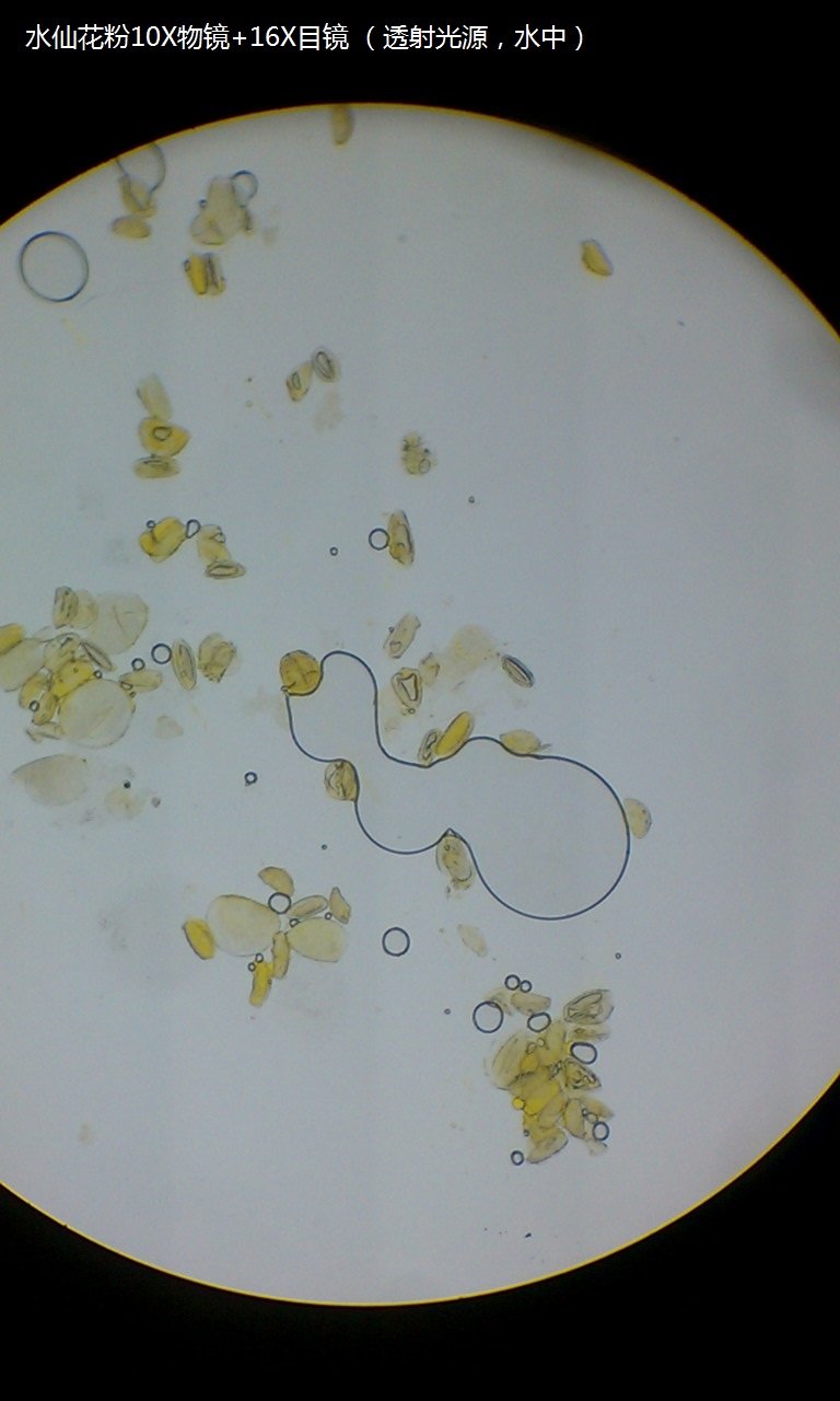 水仙花粉10X物镜 16X目镜 （透射光源，水中） (1).jpg