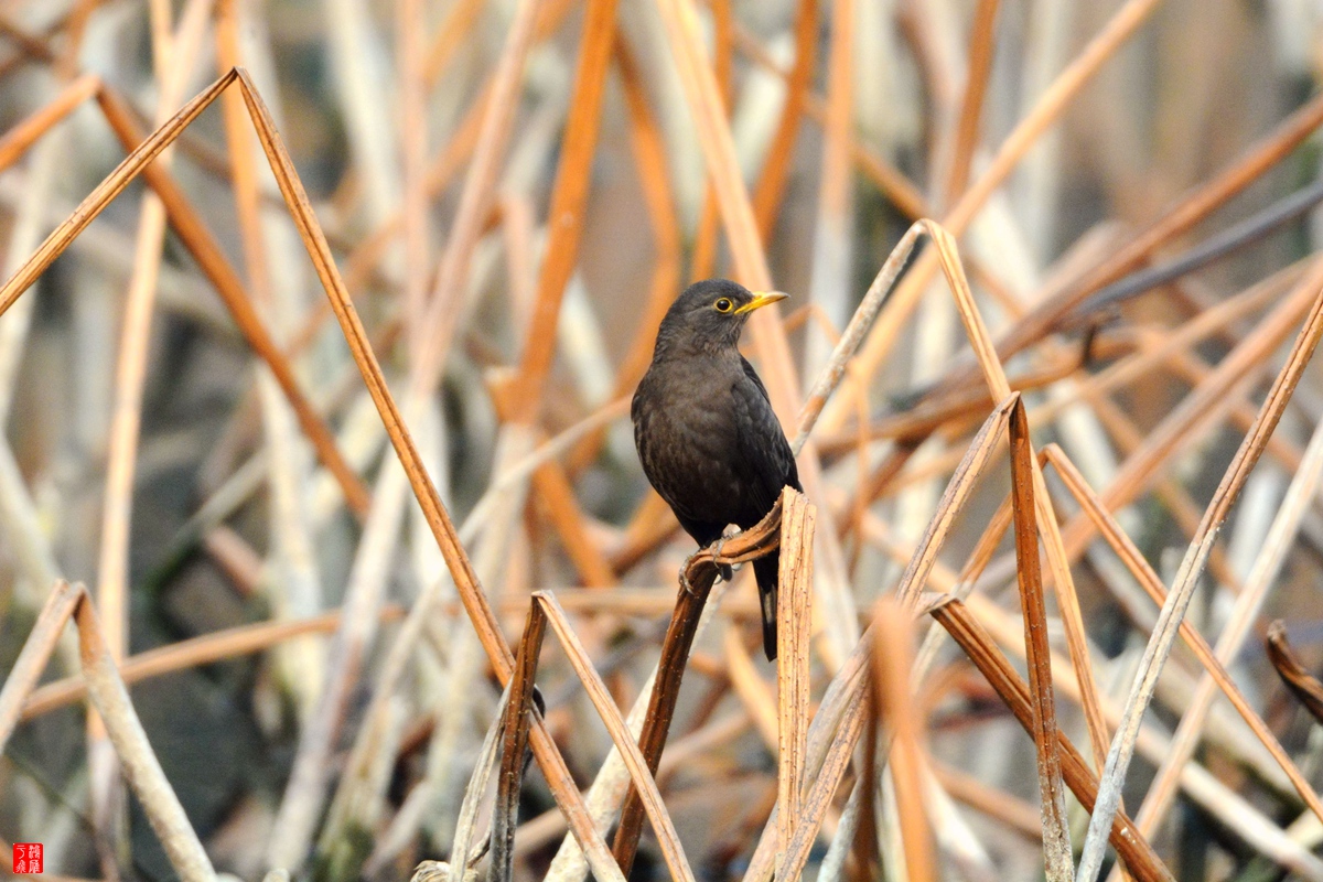 D7100 F0.0 1_1000s ISO1600  DSC_1353_副本6.jpg