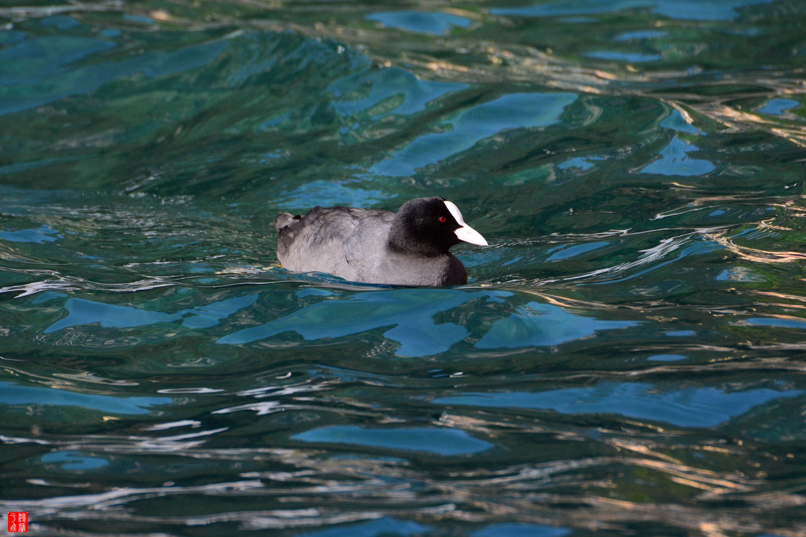 白骨顶_意大利加尔达湖_20150307_3862.jpg