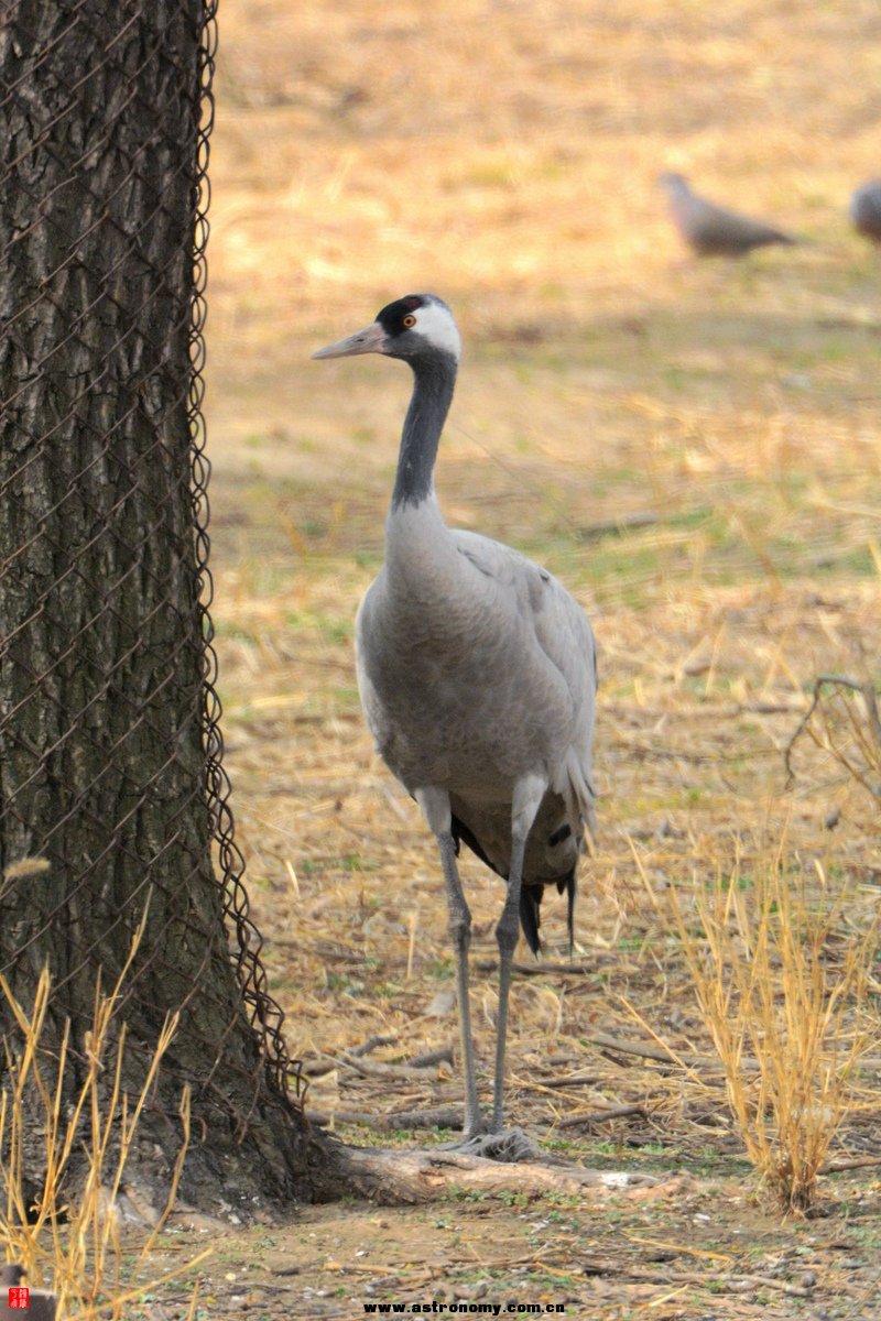 南海子 DSC_4261_副本08.jpg