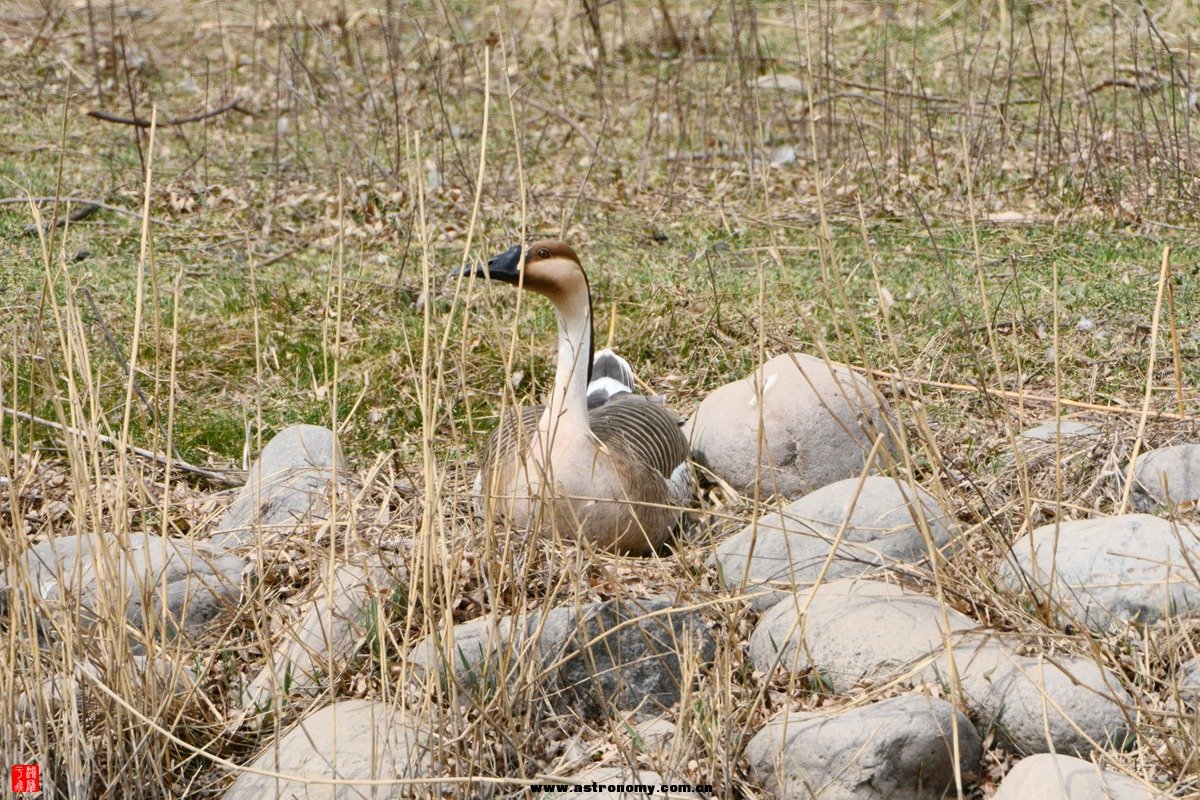 南海子 DSC_4473_副本17.jpg