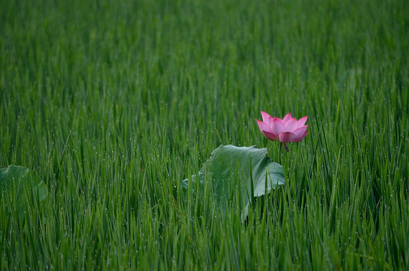 DSC_0982.jpg