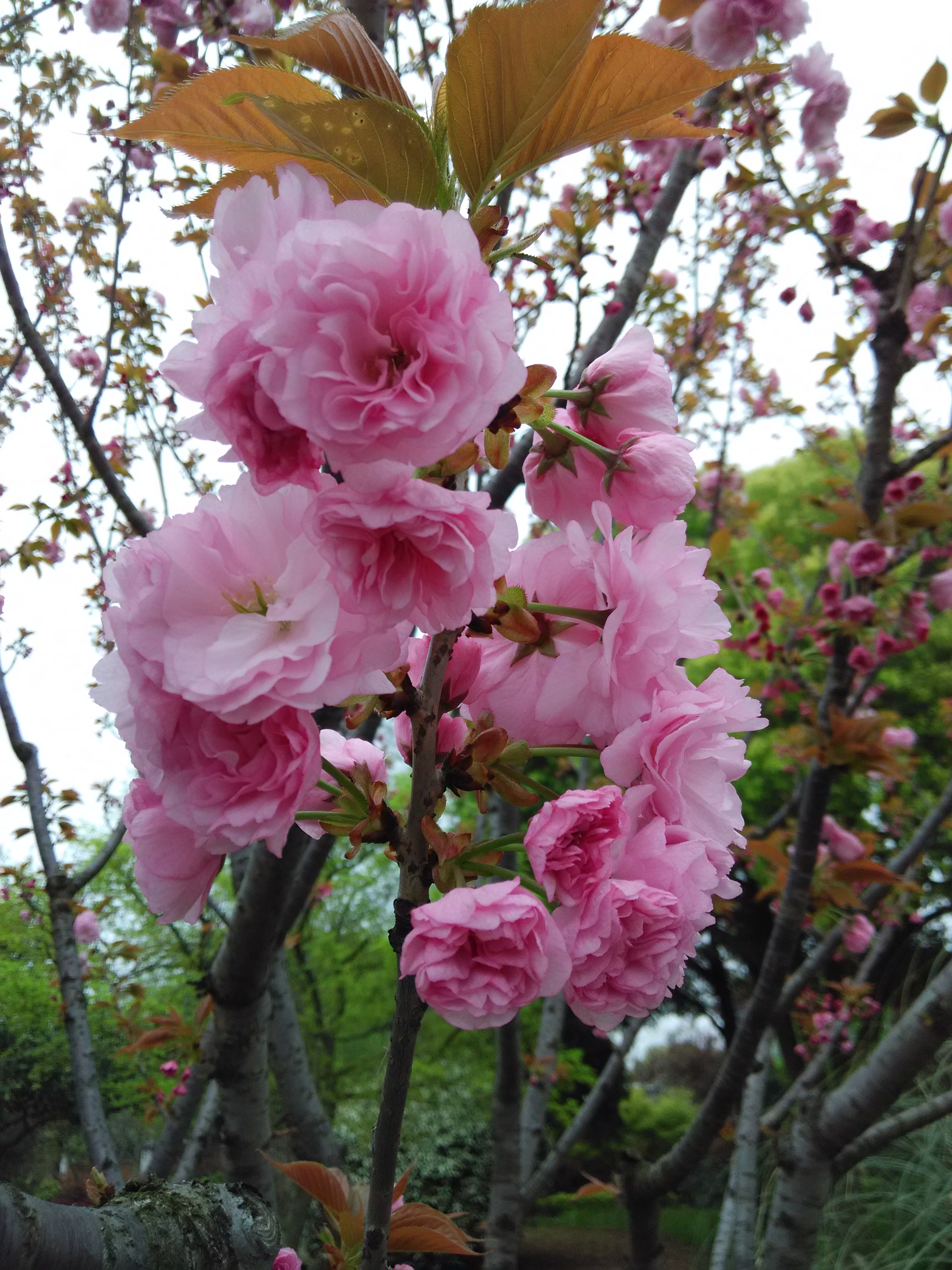 IMG_20150404_142658.jpg