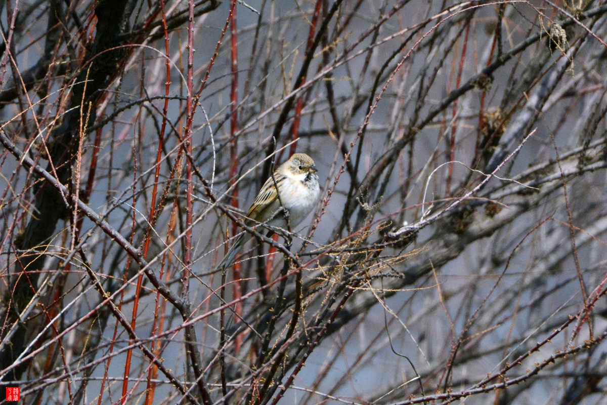 野鸭湖_20150406_DSC_4832_副本.jpg