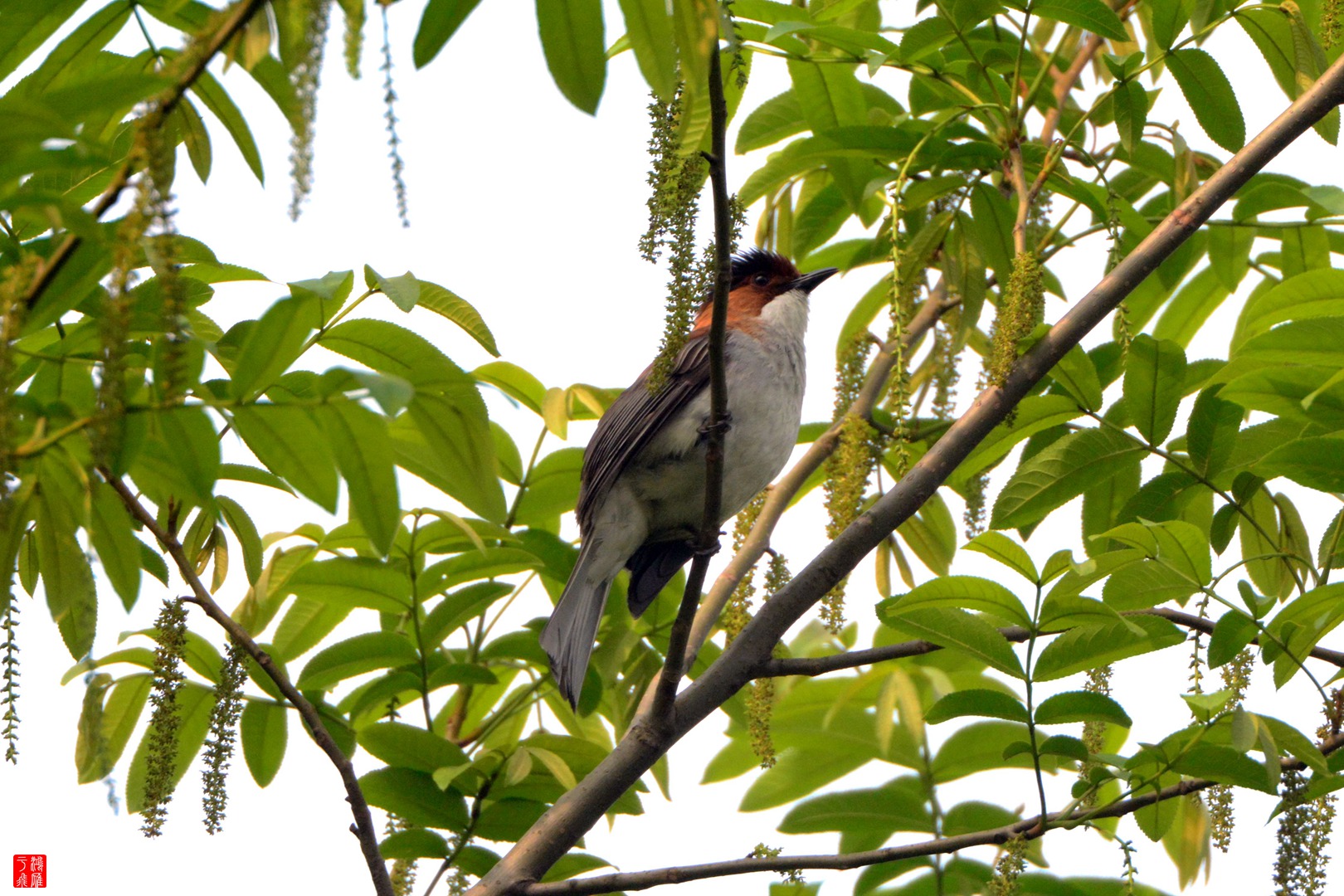 栗背短脚鹎_杭州九溪_20150411_5152.jpg