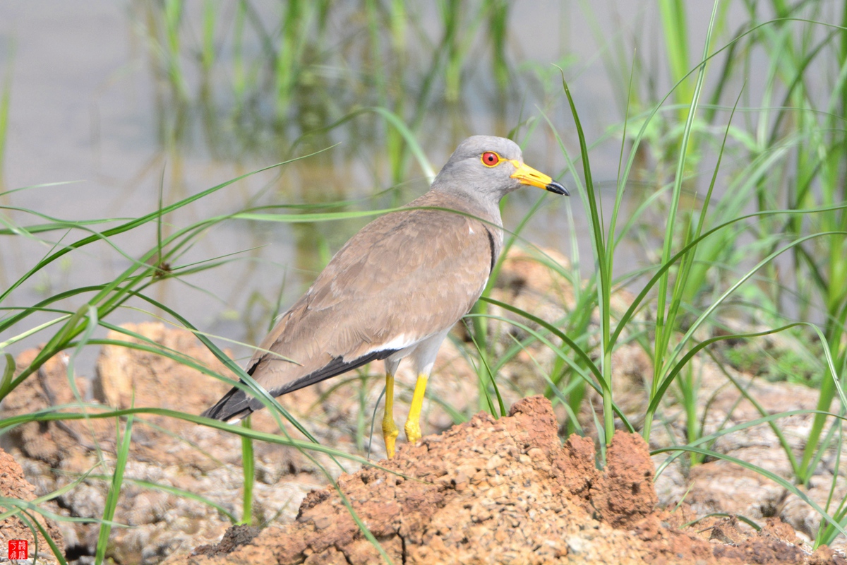 灰头麦鸡_武汉千亩塘_20150429_DSC_5280_副本.jpg