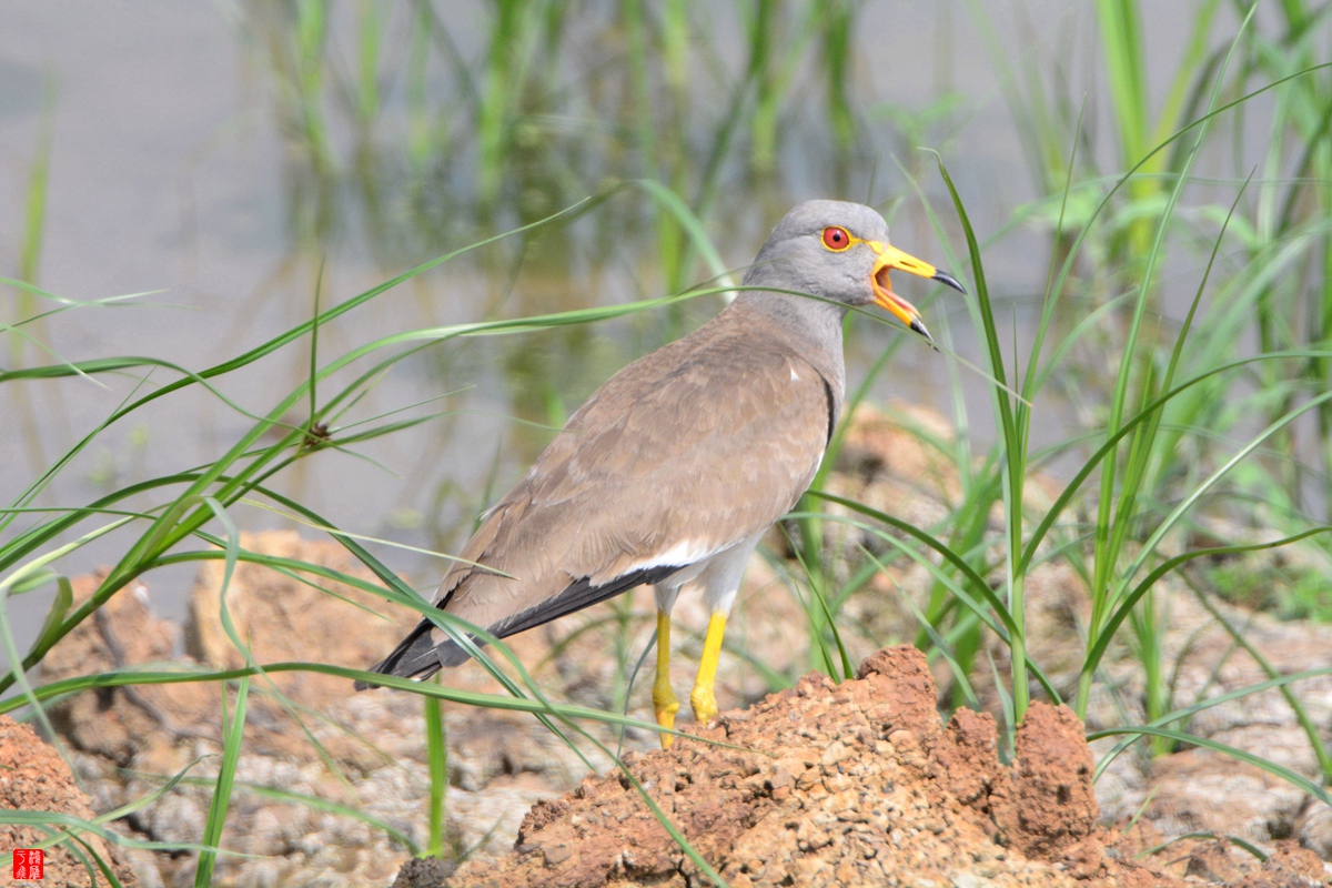 灰头麦鸡_武汉千亩塘_20150429_DSC_5283_副本.jpg