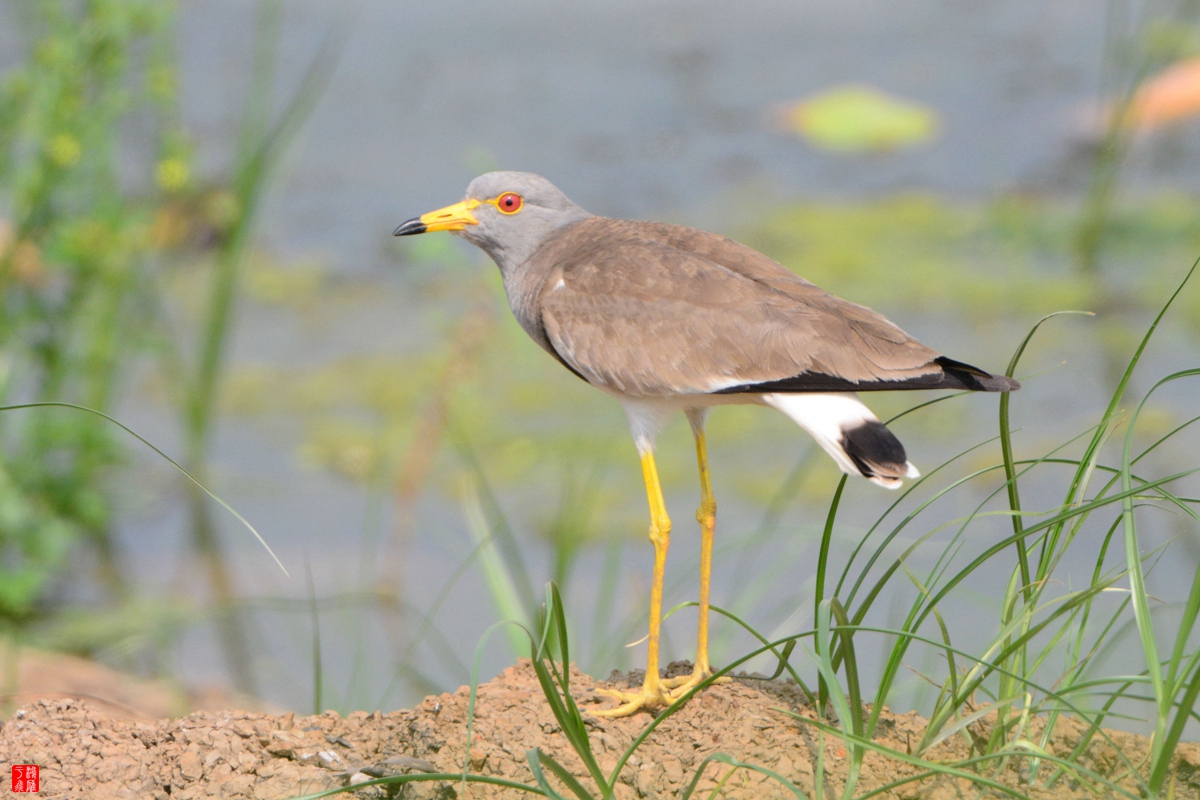 灰头麦鸡_武汉千亩塘_20150429_DSC_5303_副本.jpg