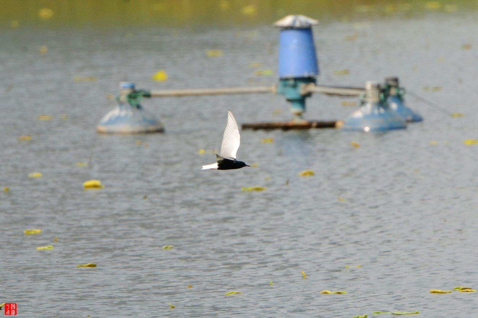 白翅浮鸥_武汉千亩塘_20150429_5393.jpg