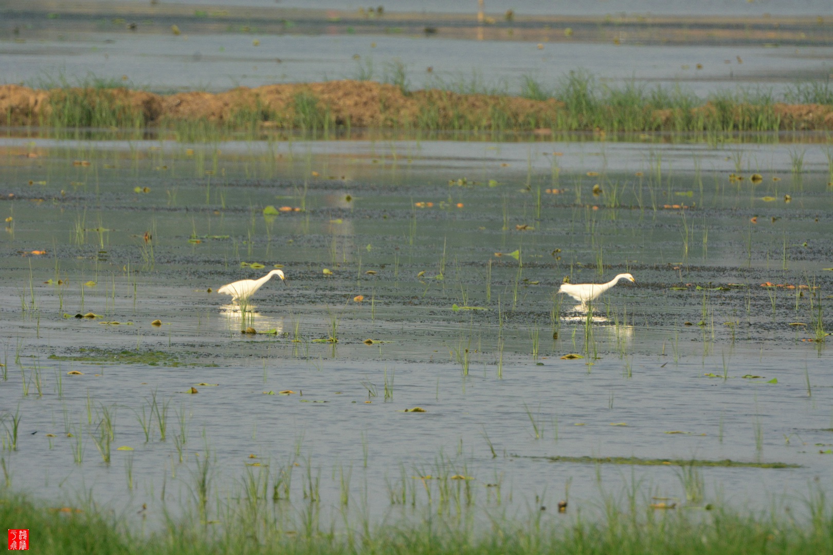 武汉千亩塘2015-04-30 DSC_5832_副本.jpg