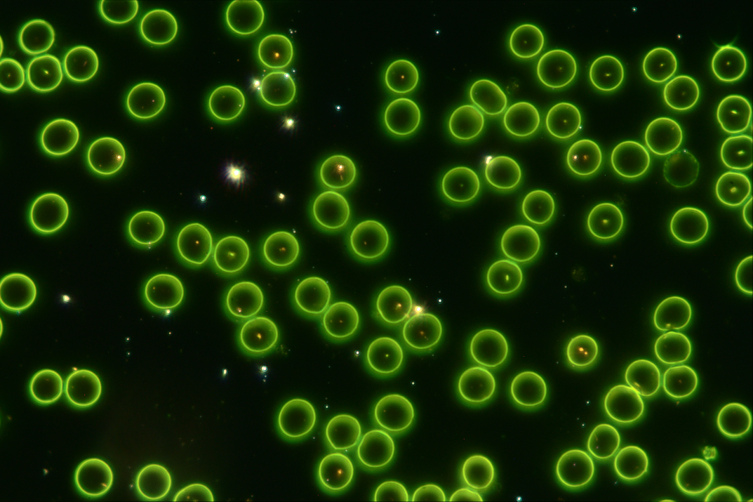 人血细胞涂片60X-NA0.95-dark.jpg