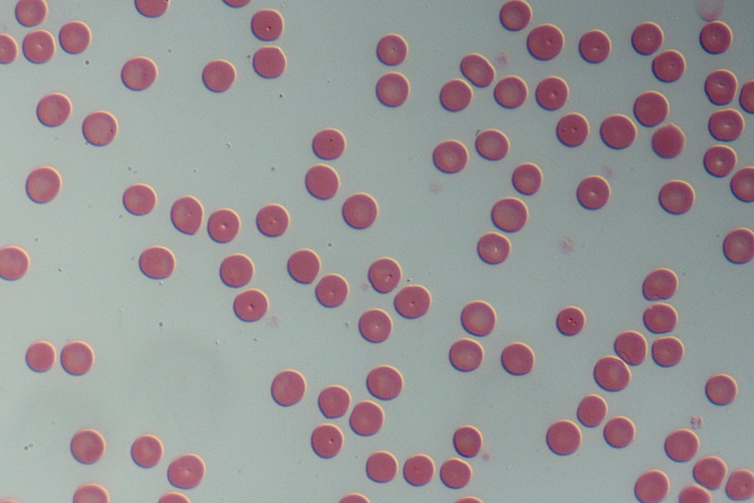 人血细胞涂片40X-NA0.75-DIC.jpg
