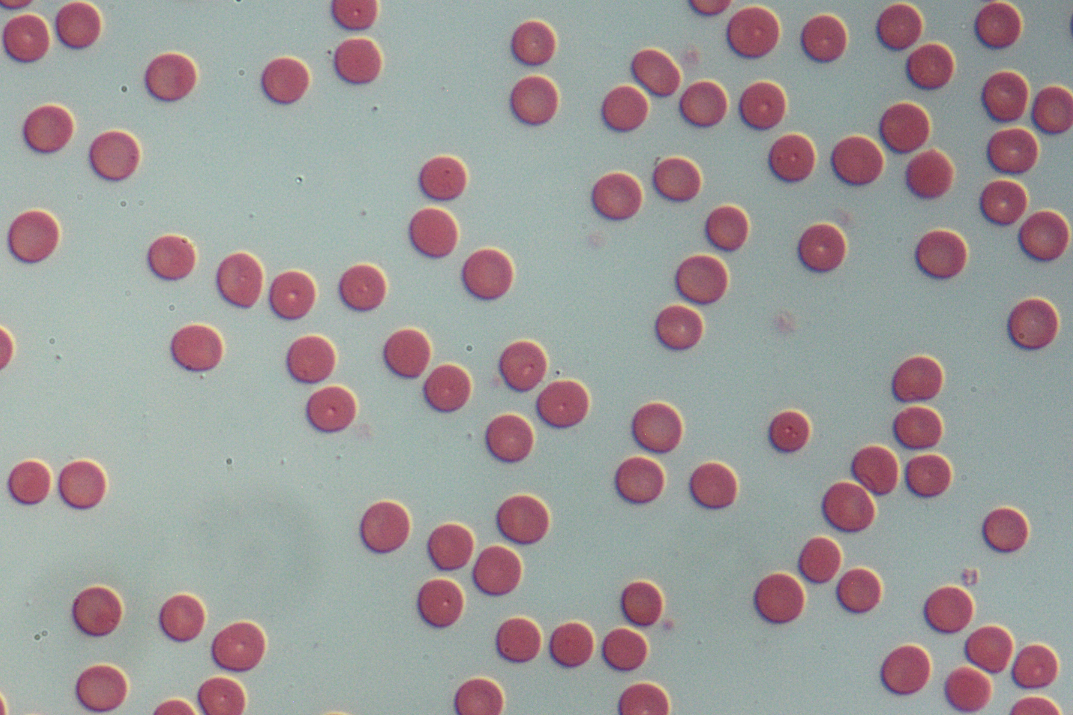 人血细胞涂片40X-NA0.65-DIC.jpg