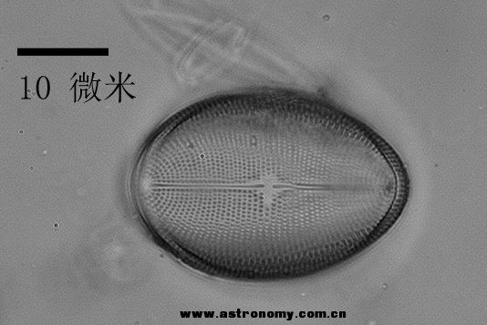 diatom4_100X_whitefield.jpg