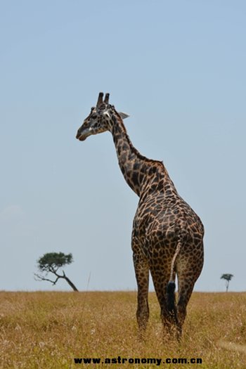 草原上的长颈鹿。