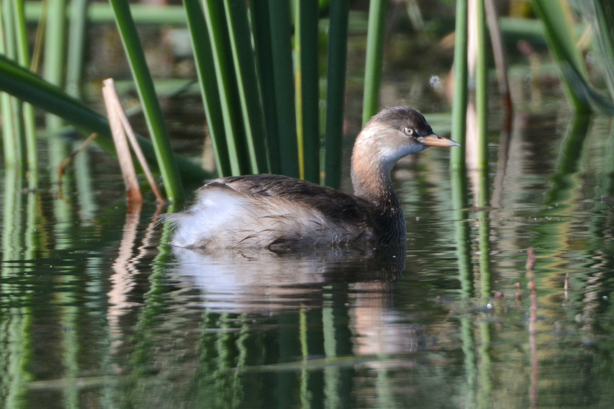 野鸭湖_20150913_DSC_0483_副本.jpg