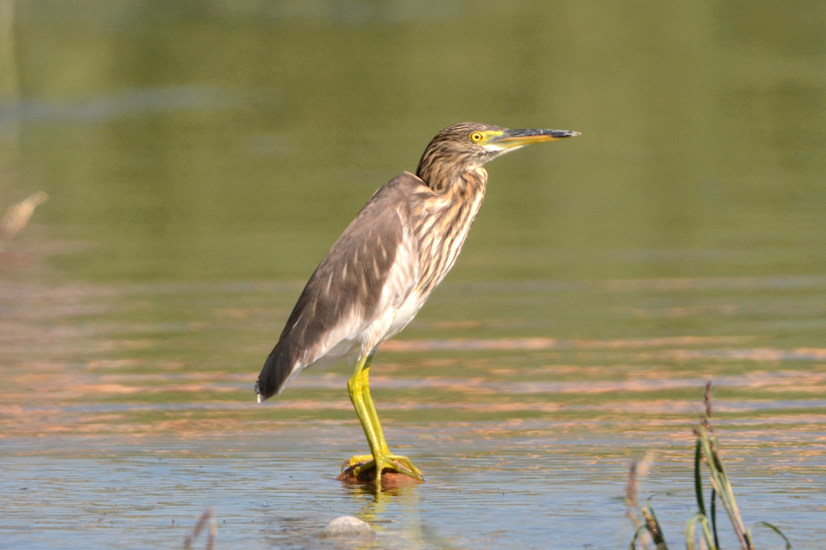 野鸭湖_20150913_DSC_0504_副本.jpg