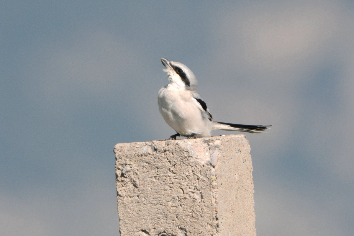 野鸭湖_20150913_DSC_0523_副本.jpg