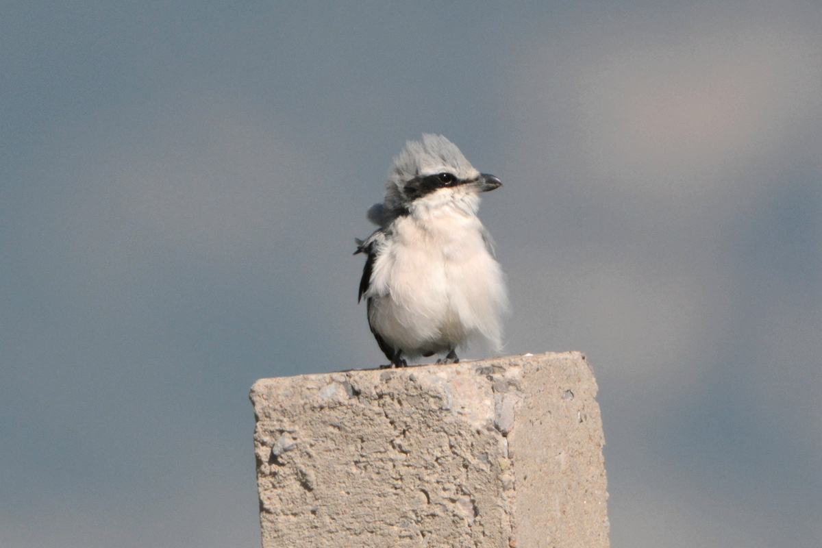 野鸭湖_20150913_DSC_0527_副本.jpg