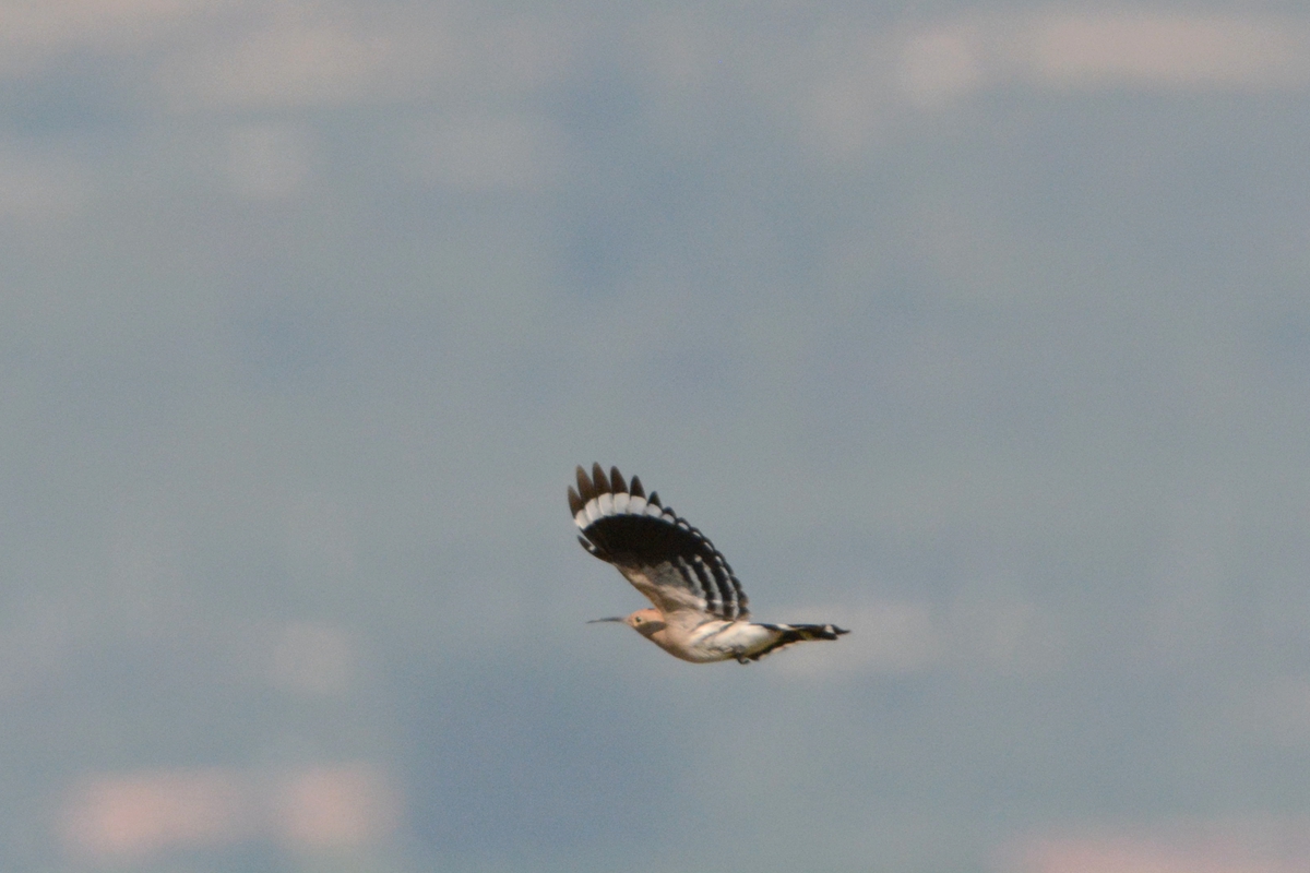 野鸭湖_20150913_DSC_0583_副本.jpg