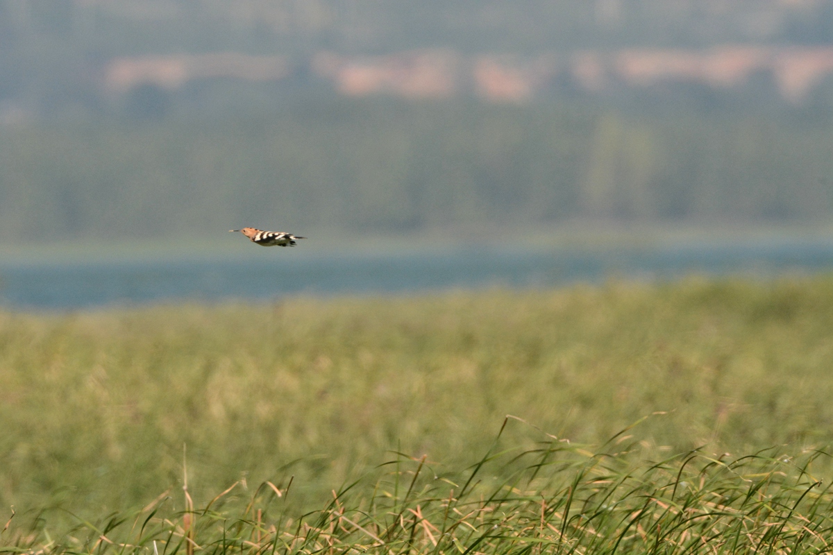 野鸭湖_20150913_DSC_0588_副本.jpg