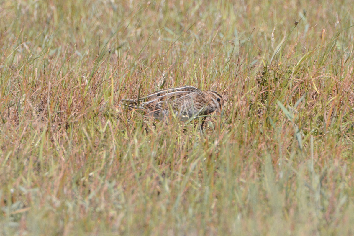 野鸭湖_20150913_DSC_0674_副本.jpg