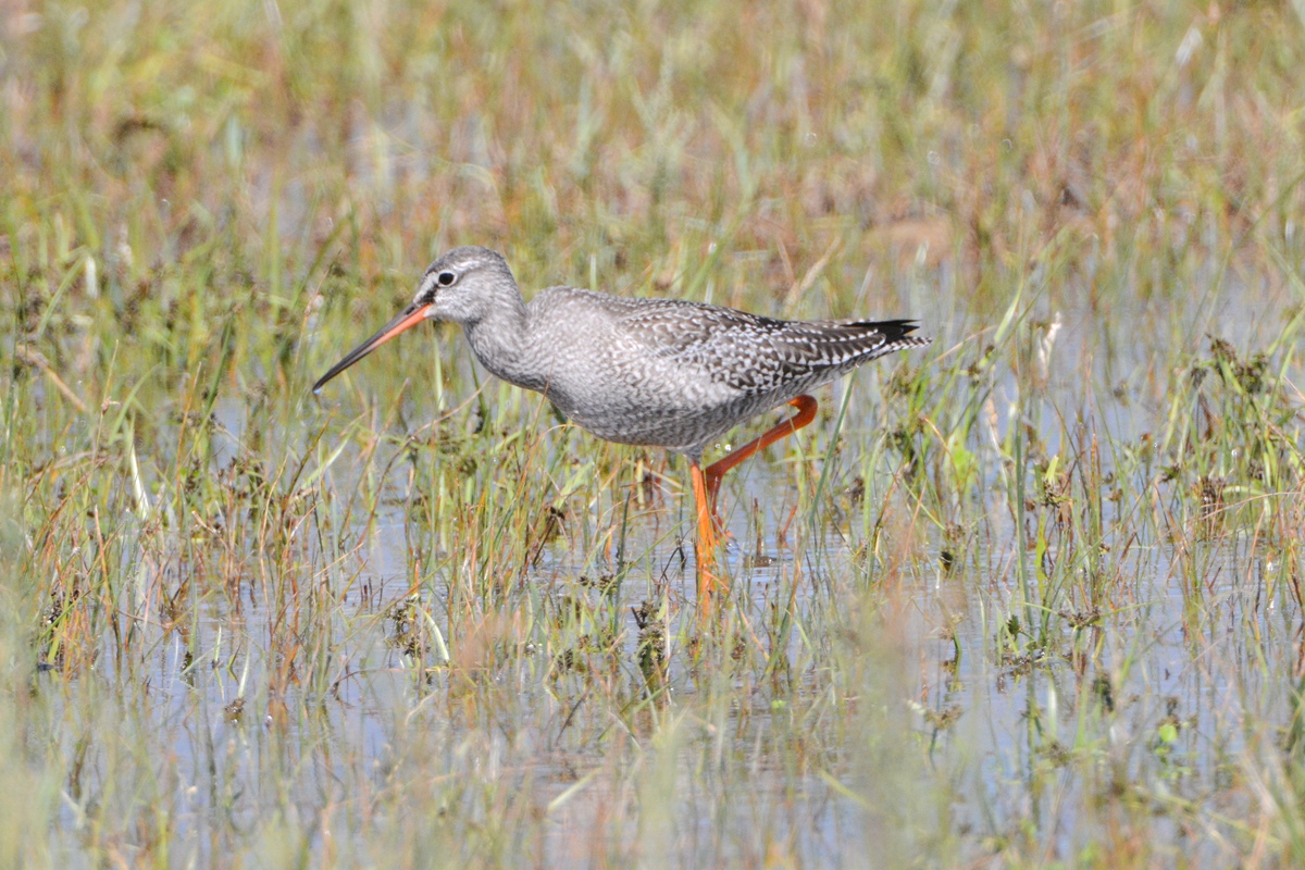 野鸭湖_20150913_DSC_0699_副本.jpg