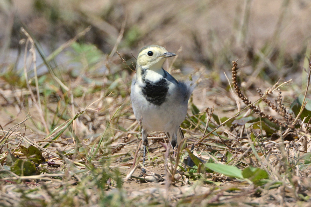 野鸭湖_20150913_DSC_0758_副本.jpg