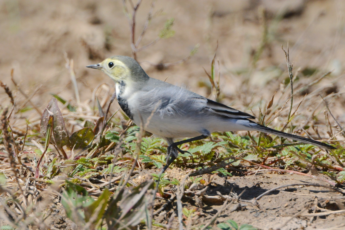 野鸭湖_20150913_DSC_0766_副本.jpg