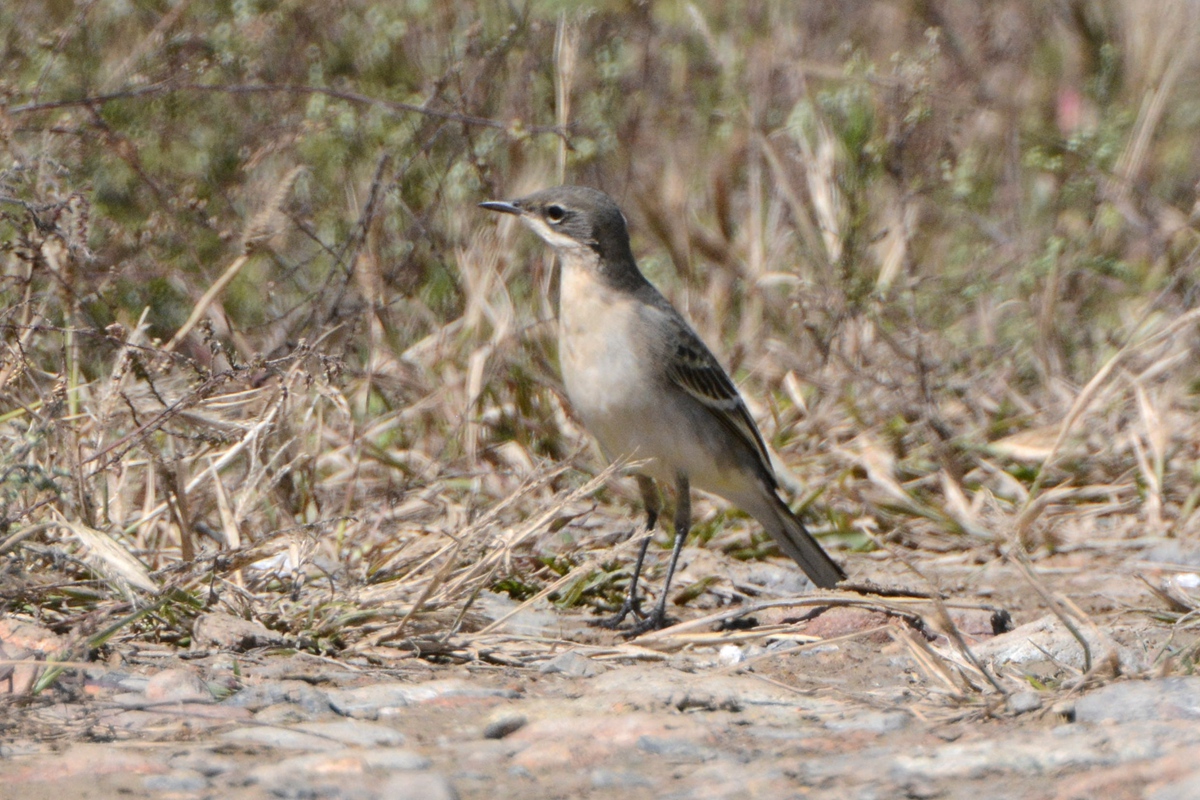 野鸭湖_20150913_DSC_0797_副本.jpg