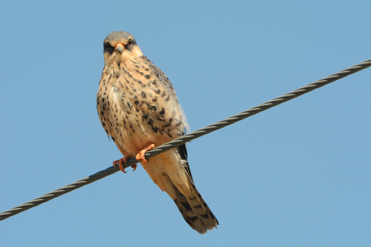 野鸭湖_20150913_DSC_0820_副本.jpg